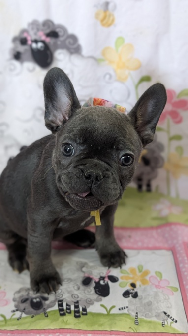 French bulldog