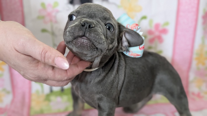 French bulldog