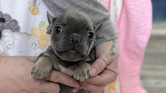 French bulldog