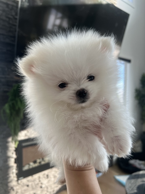 Pomeranian