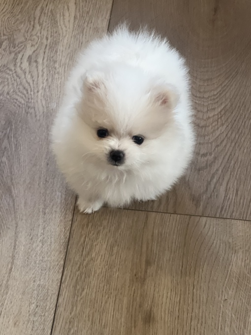 Pomeranian