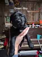 Black Lab/ Shepherd/ Collie & Yellow Lab