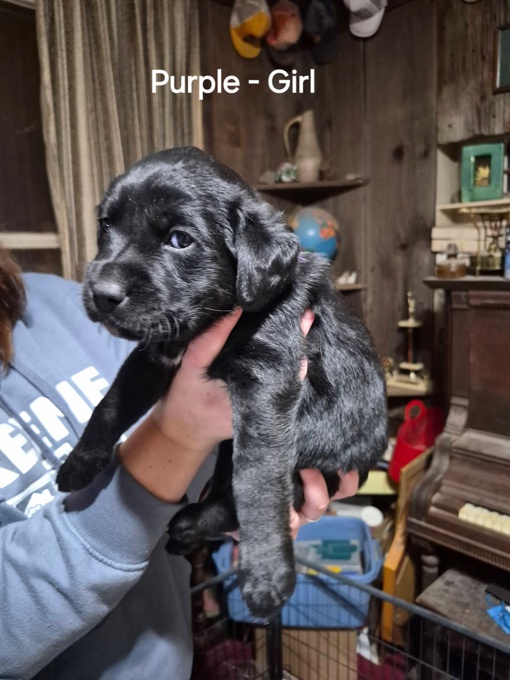 Black Lab/ Shepherd/ Collie & Yellow Lab