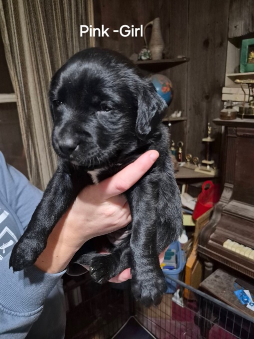 Black Lab/ Shepherd/ Collie & Yellow Lab