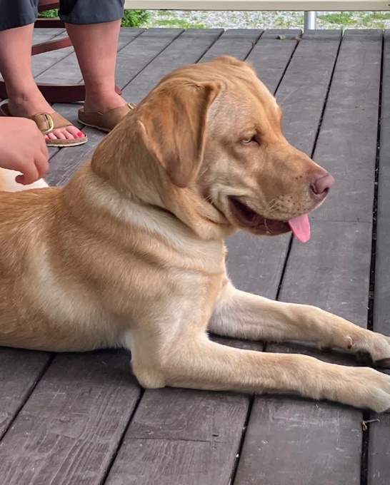 Black Lab/ Shepherd/ Collie & Yellow Lab