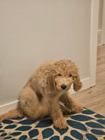 Golden Doodle