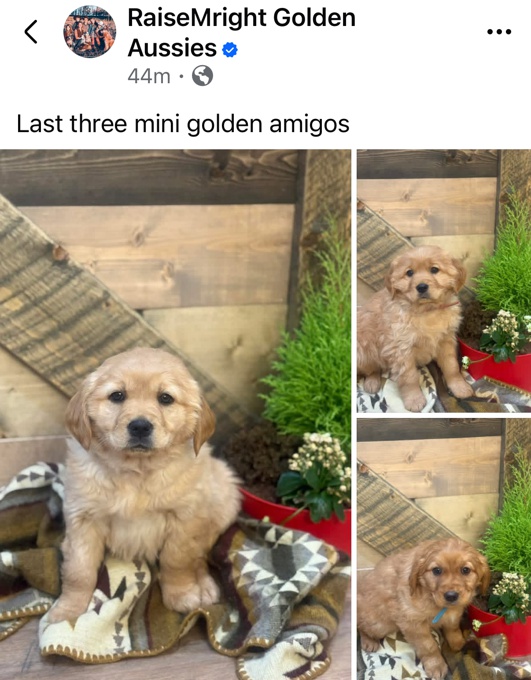 Miniature golden