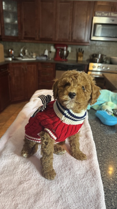 Goldendoodle