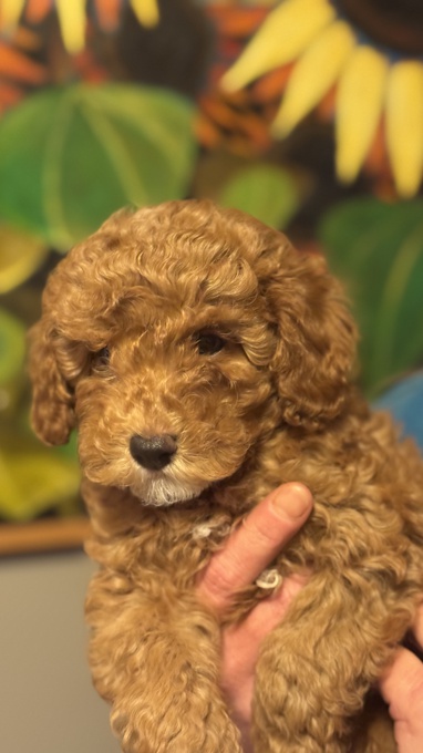 Goldendoodle