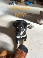 German Shepherd/Golden Retriever