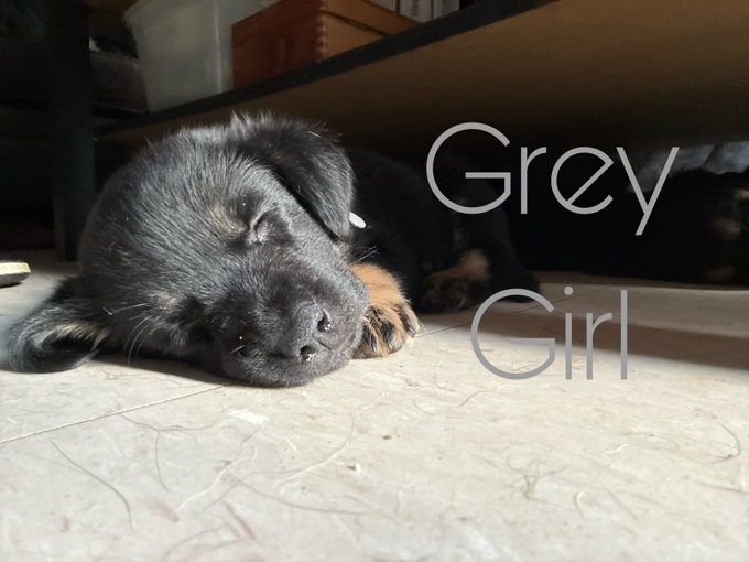 German Shepherd/Golden Retriever