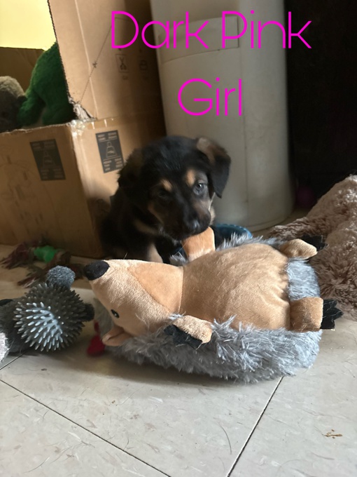 German Shepherd/Golden Retriever