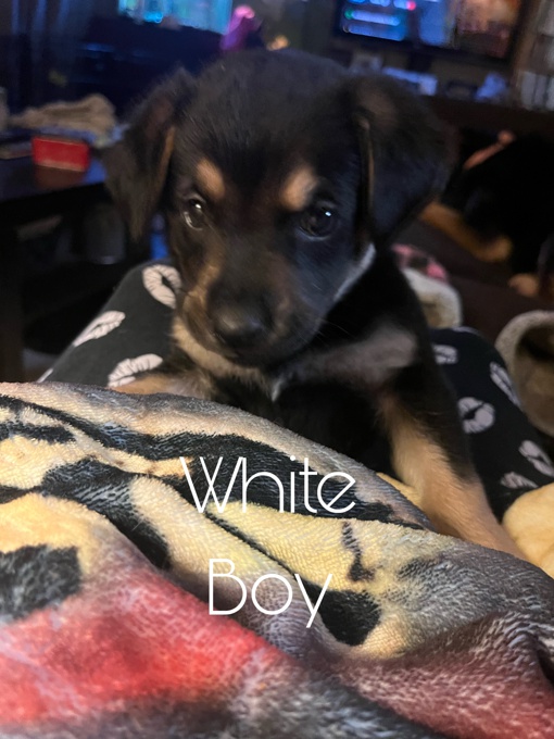 German Shepherd/Golden Retriever