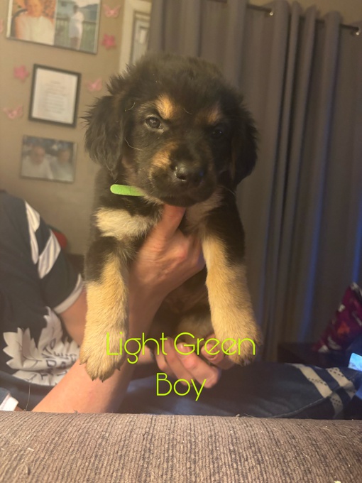 German Shepherd/Golden Retriever