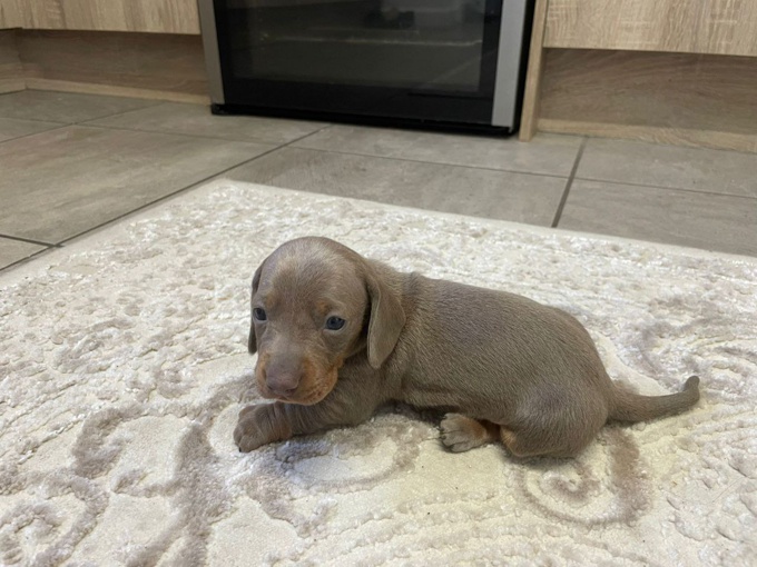 miniature dachshund