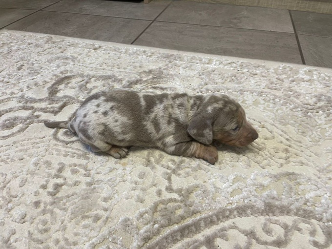 miniature dachshund