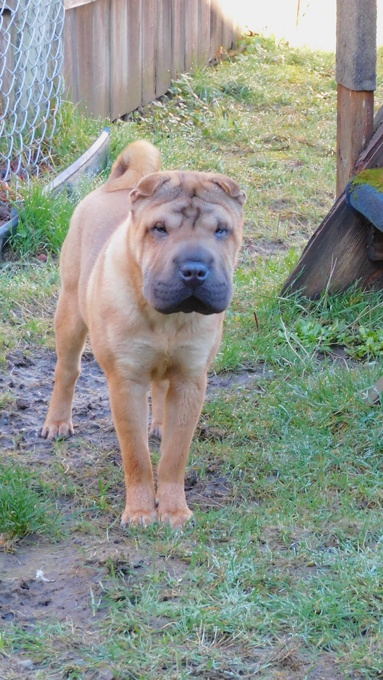 Chinese Shar - Pei Puppies