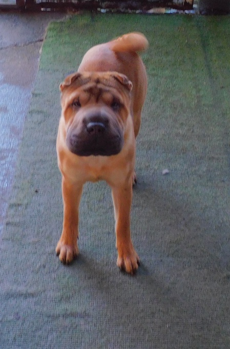 Chinese Shar - Pei Puppies