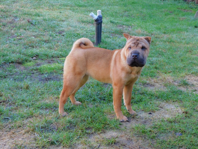 Chinese Shar - Pei Puppies