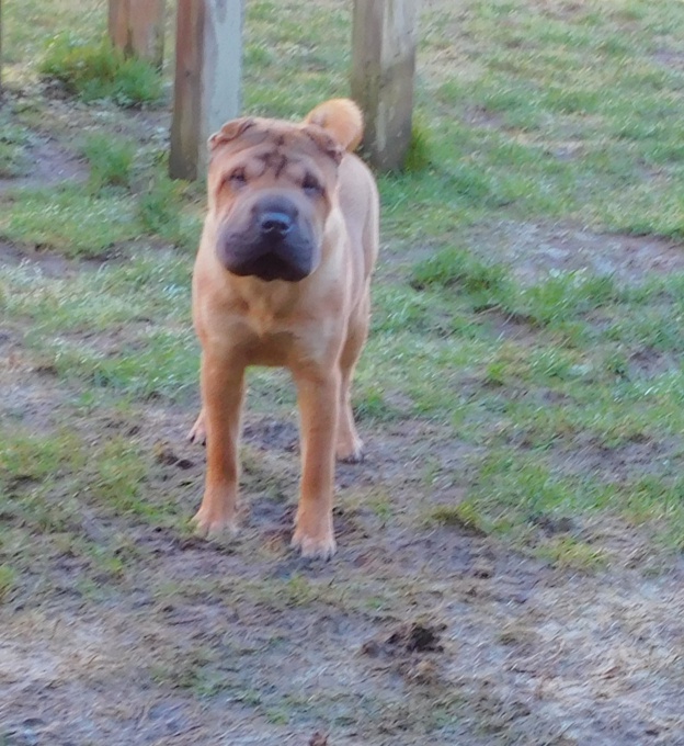 Chinese Shar - Pei Puppies