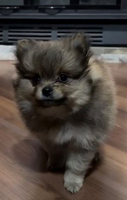 Pomeranian