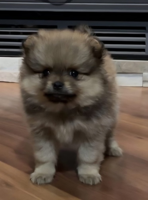 Pomeranian