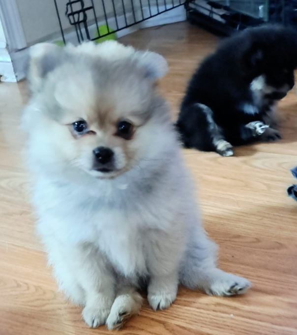 Pomeranian