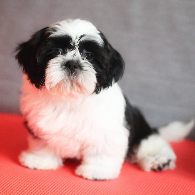 Shih tzu