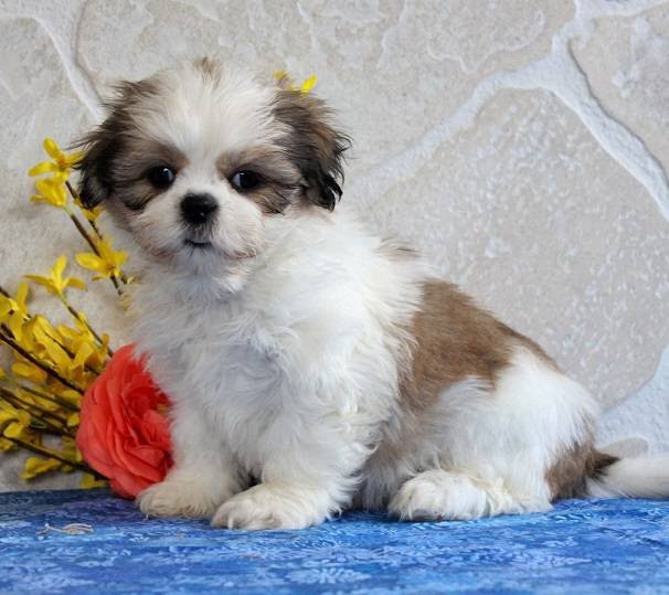 Shih tzu