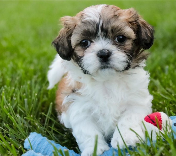 Shih tzu