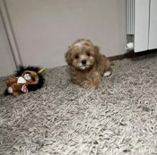 maltipoo
