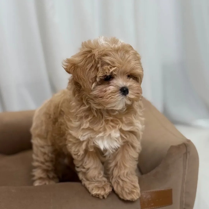 Maltipoo