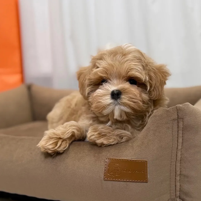 Maltipoo