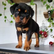 Rottweiler
