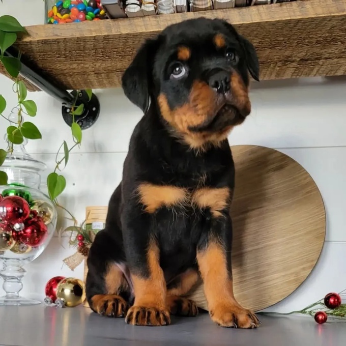 Rottweiler
