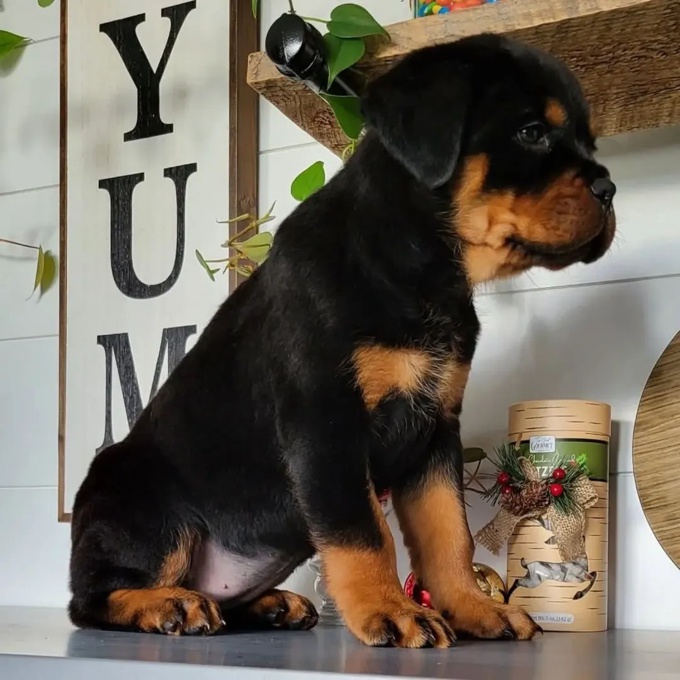 Rottweiler