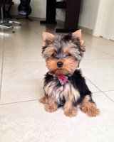 Yorkie
