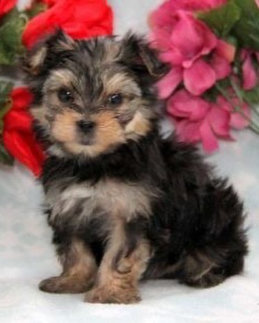 Yorkie