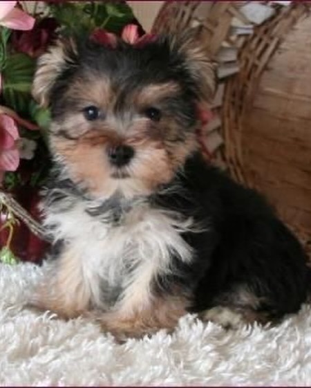 Yorkie