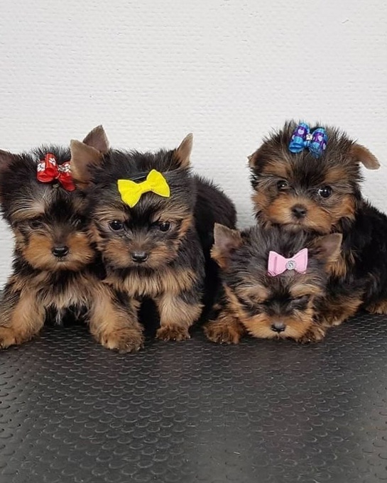 Yorkie