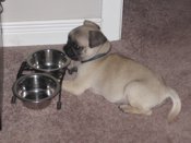 Pug