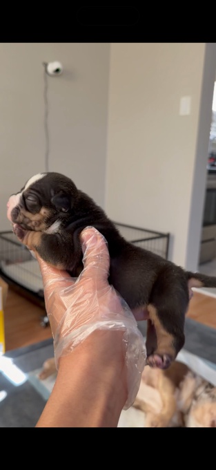 American Micro Bully