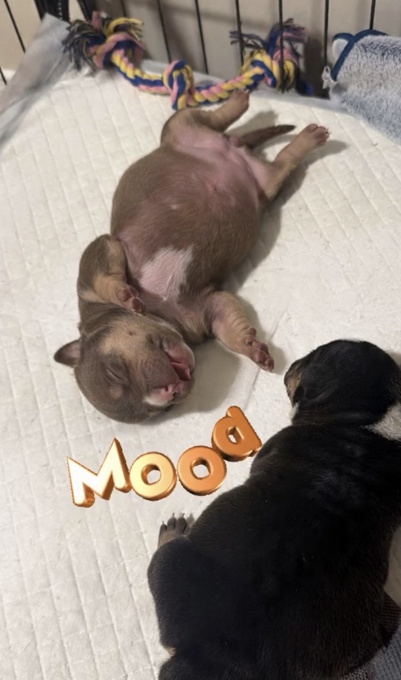 American Micro Bully