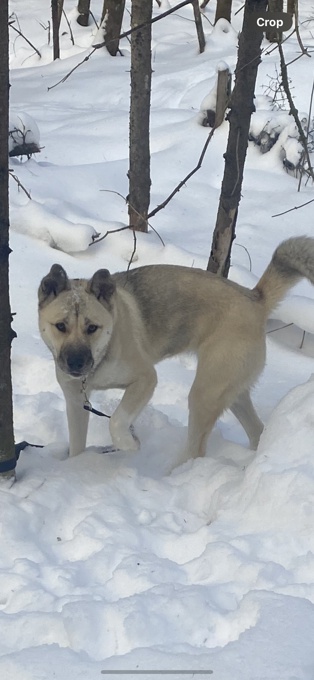 KBD -Japan Akita Inu