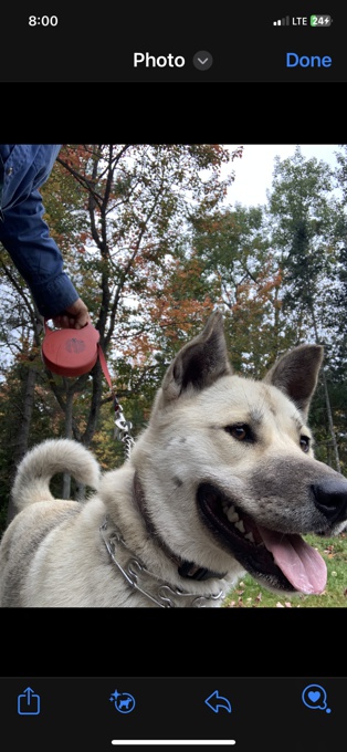 KBD -Japan Akita Inu