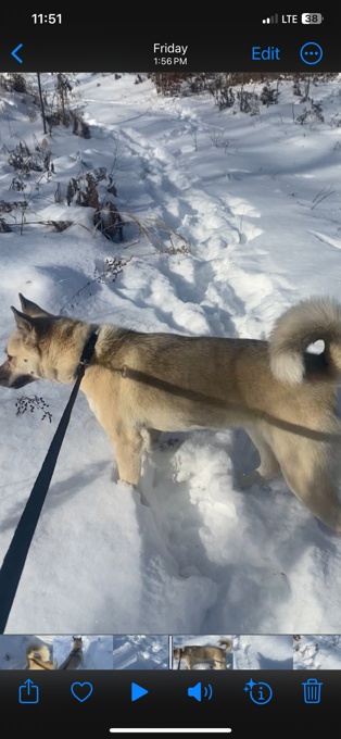 KBD -Japan Akita Inu