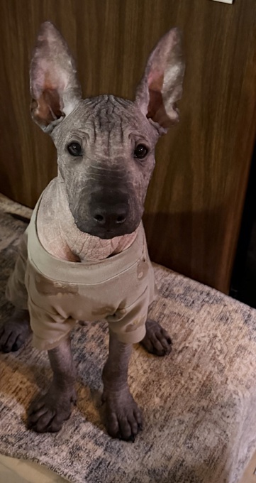 Xoloitzcuintli