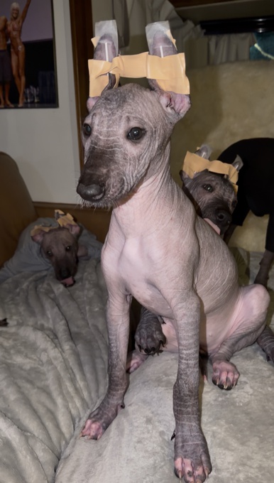 Xoloitzcuintli
