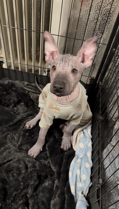 Xoloitzcuintli