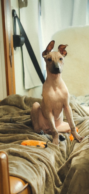 Xoloitzcuintli